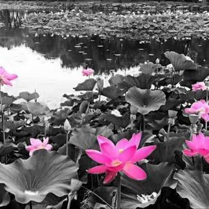 Meet your Posher, Wei